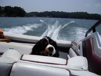 silverheart profile photo