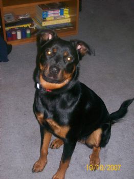 minibigler profile photo