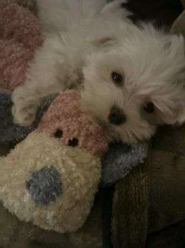 sjkoponen profile photo