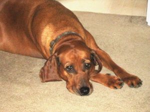 harr1250 profile photo