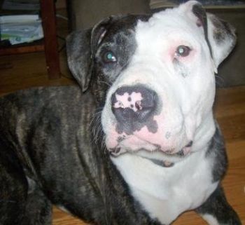 boogiedown82 profile photo