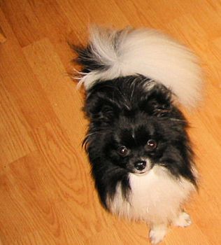 merrill profile photo