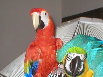 glassfish profile photo