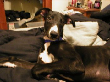 glassfish profile photo