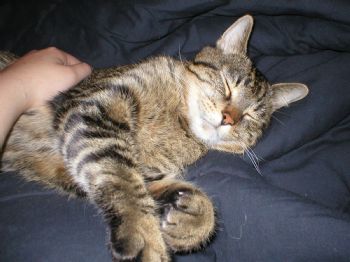 glassfish profile photo