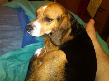 soccerhornet profile photo