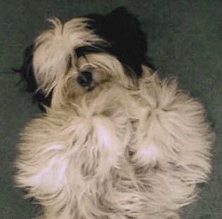 wendysc profile photo