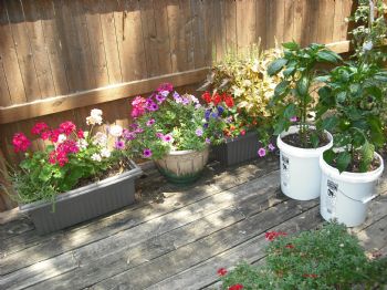 davharrisjr profile photo