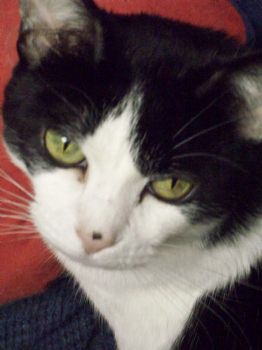 samkohl profile photo