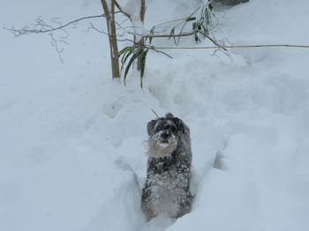 schnauzer profile photo