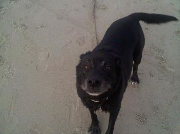 anobili profile photo