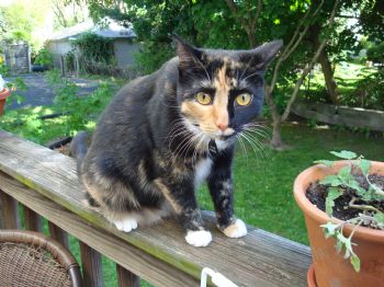 anobili profile photo