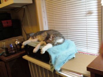 bdwertz profile photo