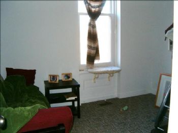 McHedgehog profile photo