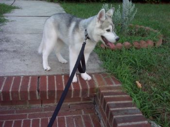 Alisha86 profile photo