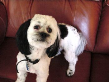 csroomate profile photo