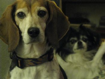 irishroses2 profile photo