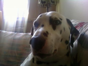 DalCowgirl profile photo