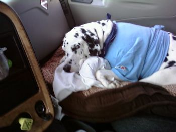 DalCowgirl profile photo