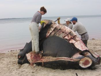 k-rock profile photo