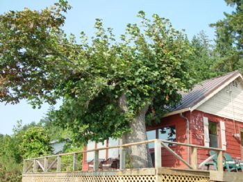 janettsouza profile photo