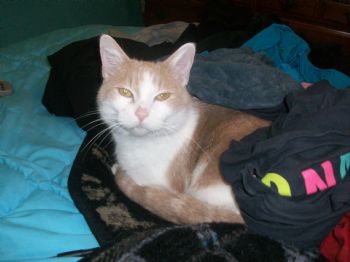 CaitlinIrish profile photo