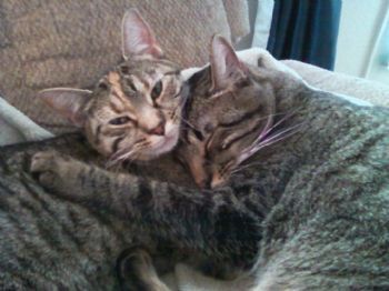 bbriceno88 profile photo