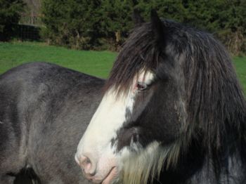 hopalong profile photo