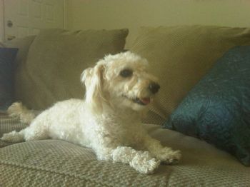 sfequiere profile photo