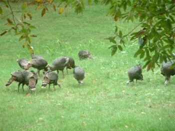 hockeytote profile photo