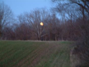 hockeytote profile photo