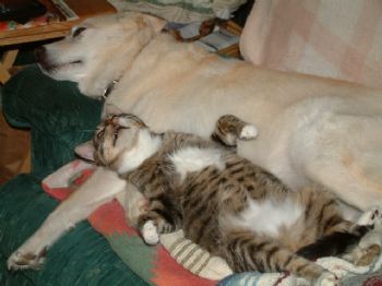 hockeytote profile photo