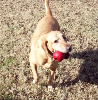 LKforAng profile photo