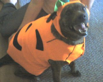 pandora1 profile photo