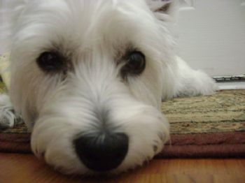 midwestmannn profile photo