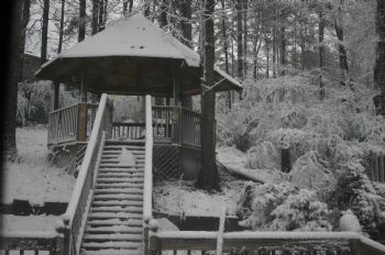 Anubias profile photo