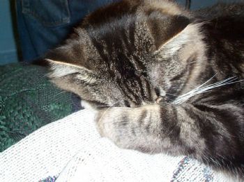 alicia4h profile photo