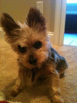 GoldenSis75 profile photo