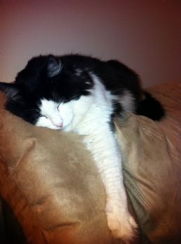 caballed1 profile photo