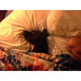 DukeRaul profile photo