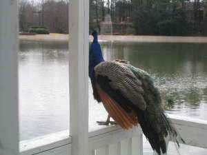 imransi profile photo