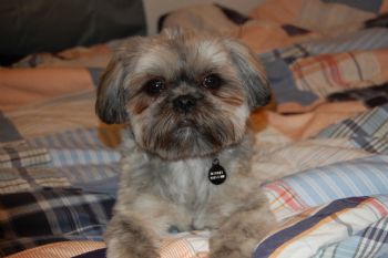 pickus profile photo