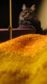 jbork16 profile photo