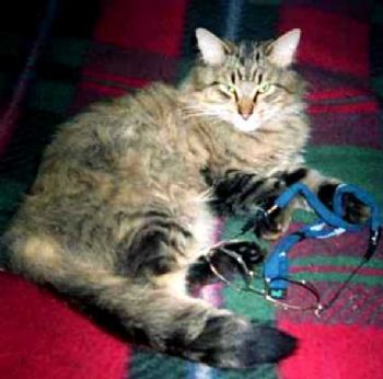 minstrel312 profile photo