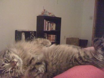 mikjac profile photo