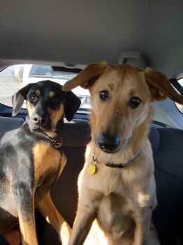 shauvoo profile photo