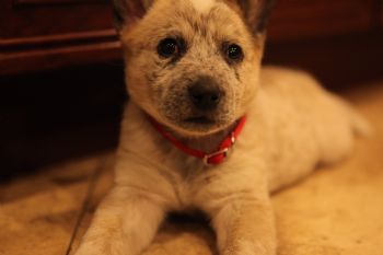 stefanky profile photo