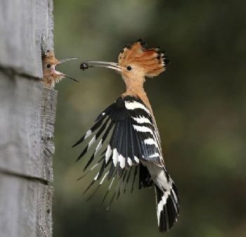 ckvenkat profile photo