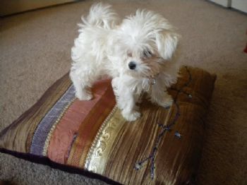 turtle20 profile photo