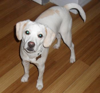 Audi J profile photo